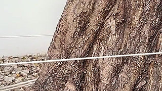 Bandit Girls Tied Tight. Two Helpless Cowgirls Cleave Gagged to a Tree and Rough Ropes Hogtie