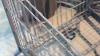 Chilling By The Pool With Alanna Pow And Her Big Natural Melons