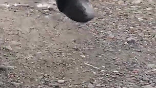 Cult Fun with the Puddles on the Country Road