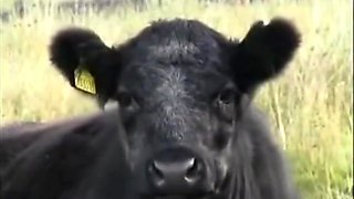 Naughty Novac Sisters - Thrashed Schoolgirls